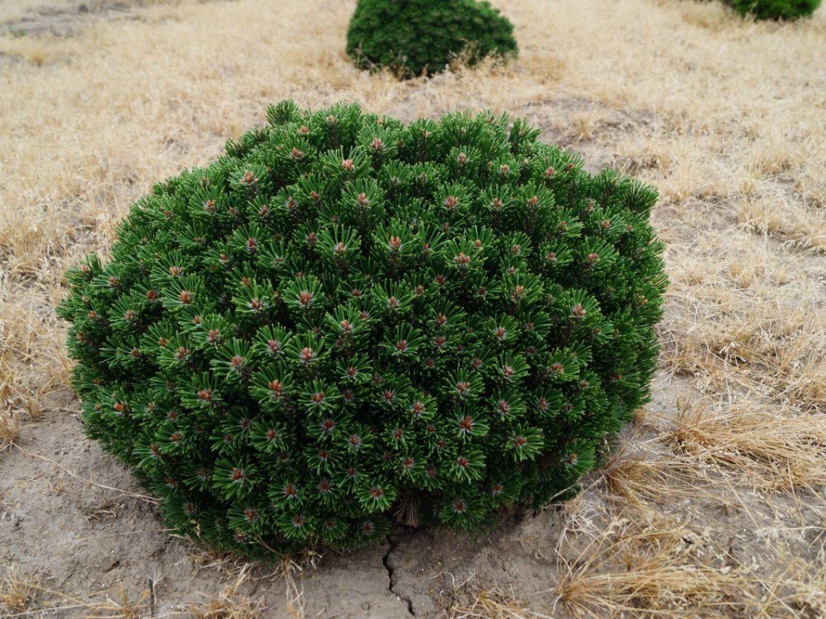 Сосна гірська Sherwood Compact 2 річна, Сосна горная Шервуд Компакт, Pinus mugo Sherwood Compact
