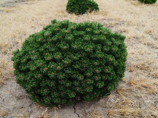Сосна гірська Sherwood Compact 2 річна, Сосна горная Шервуд Компакт, Pinus mugo Sherwood Compact, фото 1