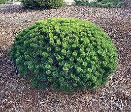 Сосна гірська Sherwood Compact 2 річна, Сосна горная Шервуд Компакт, Pinus mugo Sherwood Compact, фото 3