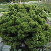 Сосна гірська Sherwood Compact 2 річна, Сосна горная Шервуд Компакт, Pinus mugo Sherwood Compact, фото 9
