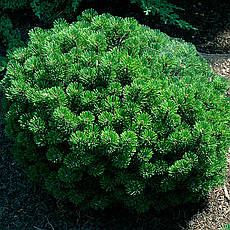 Сосна гірська Sherwood Compact 2 річна, Сосна горная Шервуд Компакт, Pinus mugo Sherwood Compact, фото 4