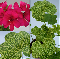 Пеларгония вариегатная Крокодил укорененный черенок Pelargonium Crocodile