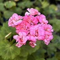 Розебудная пеларгония Антик Роуз укорененный черенок Pelargonium Antique Rose