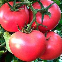 Семена томат Дар Завлажня розовый 3г