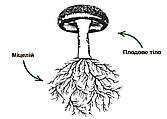 Екстракт iз гриба (плодового тіла) vs міцелію.