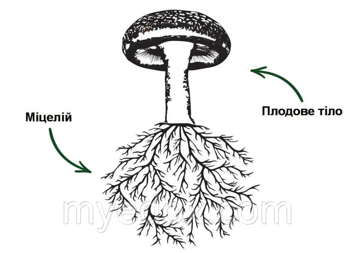 Екстракт iз гриба (плодового тіла) vs міцелію.