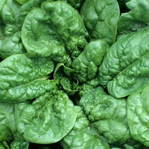 Насіння Шпінату Сигма ліф (20г), фото 1