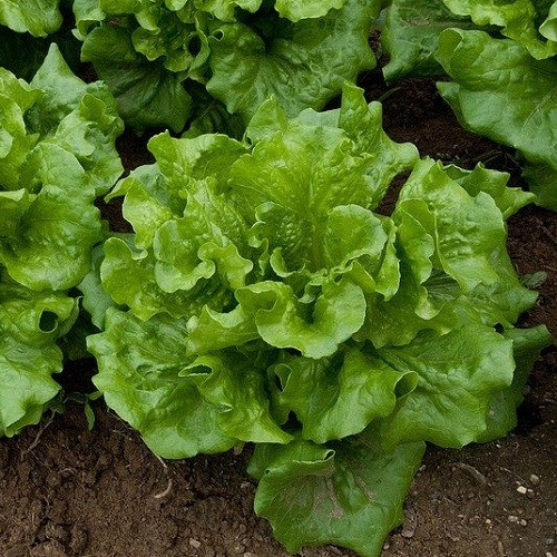 Насіння Салат Азарт (1г), фото 1