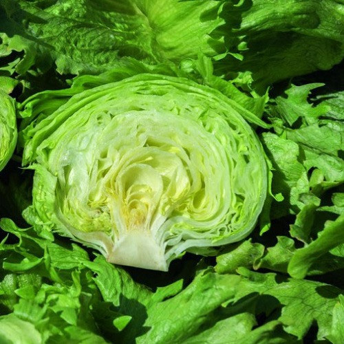 Насіння Салата Айсберг качаний (1г), фото 1