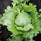 Насіння Салата Айсберг качаний (1г), фото 2