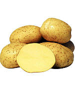 Семенной картофель Ривьера 1-й репродукции (ультраранний) 1 кг