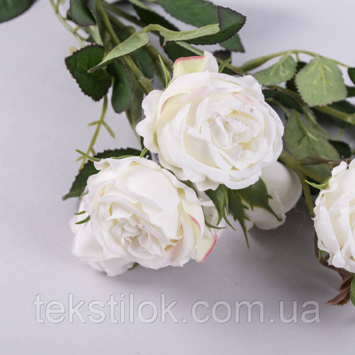 Троянда кущова молочна 70 см., фото 1