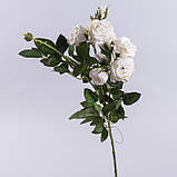 Троянда кущова молочна 70 см., фото 2