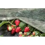 Агроволокно Agreen 9.5х100м 30г/м2 біле в рулоні агроволокно для посадки полуниці для полуниці агрополотно, фото 4