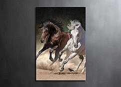Декор на стіну картина друк на полотні Два коні Коні Красива кінь 60х40
