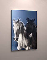 Інтер'єрна картина на полотні Чорна і біла кінь, Пара коней, Романтика, Красиві коні 60х40