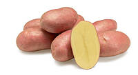 Насіннєва картопля Есмі 1-ї репродукції (рання) 1 кг