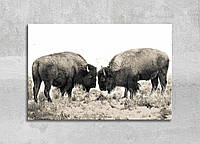 Картина Буйволи Дика природа Ретро стиль Тварини Сучасний декор на стіну Великі тварини Степ Долина