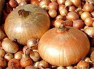 Цибуля ріпчаста сіянка Штутті (Стурон) 8/16 10 кг