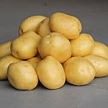 Насіннєва картопля Констанс 1-ї репродукції (рання) 1 кг, фото 5