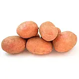 Насіннєва картопля Алюетт 1-ї репродукції (рання) 1 кг, фото 2