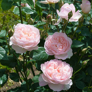Саджанці англійської троянди Джентл Гермион (Rose Gentle Hermione)