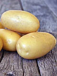 Насіннєва картопля Королева Анна 1-ї репродукції (середньорання) 1 кг, фото 3