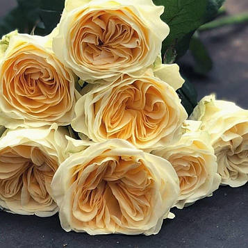 Саджанці англійської троянди Баттеркап (Rose Buttercup)