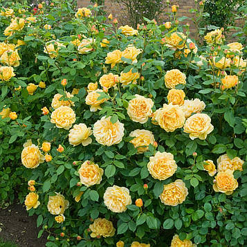 Саджанці англійської троянди Голден Селебрейшен (Golden Rose Celebration)