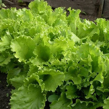 Насіння Салата Кучерявець одеський (2г)