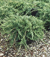 Ялівець козацький Tamariscifolia 3 річний, Ялівець козацький Тамарисцифолия Juniperus sabina Tamariscifolia
