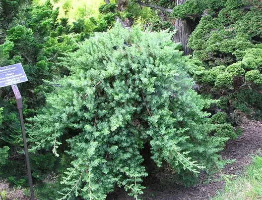 Ялівець прибережний Blue Pacific 3 річний, Ялівець прибережний Блю Пасифік Juniperus conferta Blue Pacific