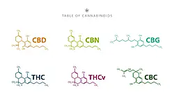 Відмінності в ефектах канабіноїдів: CBD, CBG та CBN