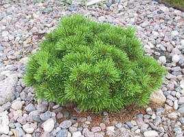 Сосна веймутова Greg 3 річна, Сосна веймутова Грег, Pinus strobus Greg, фото 3