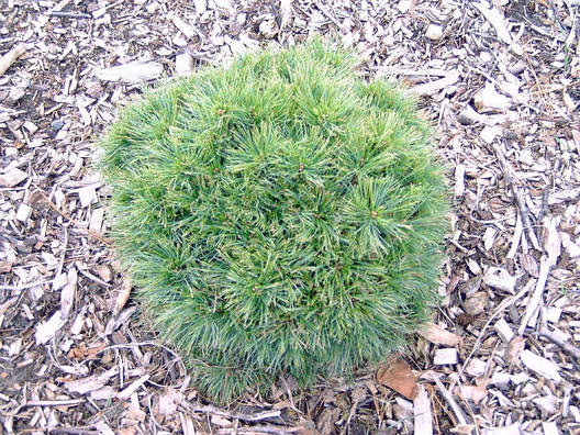 Сосна веймутова Greg 3 річна, Сосна веймутова Грег, Pinus strobus Greg, фото 1