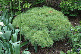 Сосна веймутова Greg 3 річна, Сосна веймутова Грег, Pinus strobus Greg, фото 4