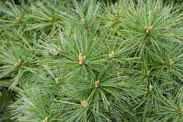 Сосна веймутова Greg 3 річна, Сосна веймутова Грег, Pinus strobus Greg, фото 6