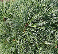 Сосна веймутова Greg 3 річна, Сосна веймутова Грег, Pinus strobus Greg, фото 5