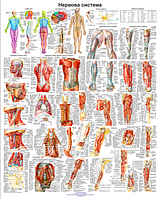 Анатомический плакат Переферическая нервная система человека 50х64.5см