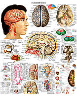 Анатомический плакат Мозг человека 67*86 см