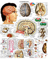 Анатомічний плакат Мозг человека 67*86 см