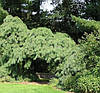 Сосна веймутова Niagara Falls 2 річна, Сосна веймутова Ниагара Фоллс, Pinus strobus Niagara Falls, фото 8