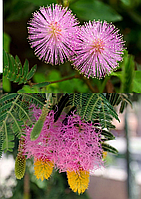 НАБІР НАСІННЯ МІМОЗ, Мімоза попеляста і Мімоза сором'язлива (Mimosa pudica 5 шт + Dichrostachys cinerea 5 шт)