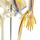 Модель Скелета людини із серцем і судинами 85 см, фото 4