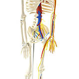 Модель Скелета людини із серцем і судинами 85 см, фото 2