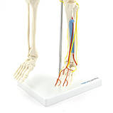 Модель Скелета людини із серцем і судинами 85 см, фото 3