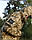 Костюм тактичний Гірка 5 демісезон піксель ЗСУ з налокітниками та наколінниками, фото 5