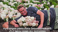 Гортензія волотиста Граундбрейкер/Hydrangea paniculata 'Groundbreaker' PBR NEW, 4-річна