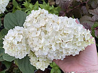 Гортензія волотиста Літтл Хотті /Hydrangea paniculata LITTLE HOTTIE 'Bailpanone, C5 (5л.) 4-річна