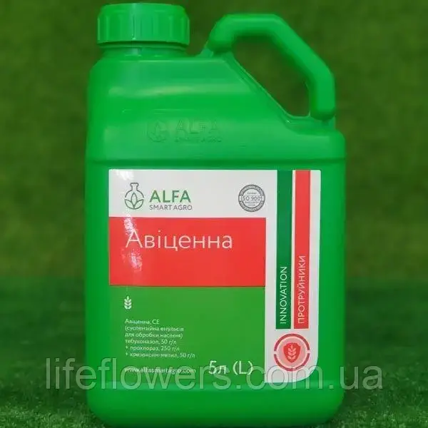 Протравник Авіцена